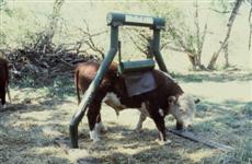 Sittner Manufacturing Cattle Oiler for applying insecticide to stock animals